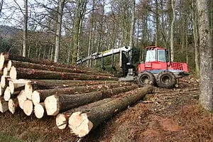 Timber Harvesting
